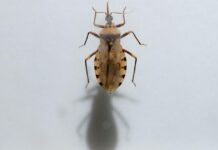 “Deadly Chagas Disease: Symptoms & Risks”
