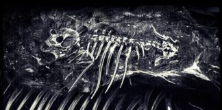 Box Office Insights for Iron Lung