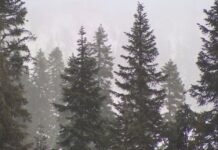 Cascades Brace for Winter Storm: Blizzard Warning Activated