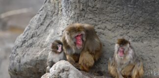 Punch the Monkey Finds His Tribe