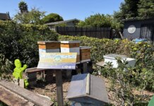 Berkeley’s Earth Day Extravaganza: Beehive Tours and Robot Races