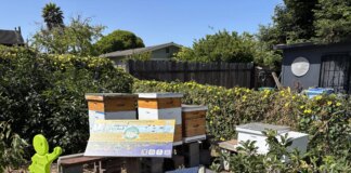 Berkeley’s Earth Day Extravaganza: Beehive Tours and Robot Races